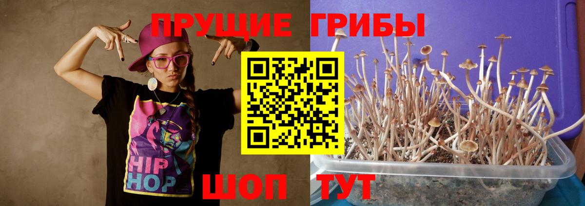 Йошкар-Ола  Псилоцибиновые грибы GOLDEN TEACHER  Вход с VPN  Псилоцибиновые грибы мицелий 